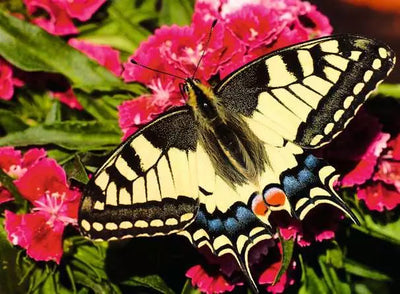 Ravensburger Butterfly 500pc Jigsaw Puzzle
