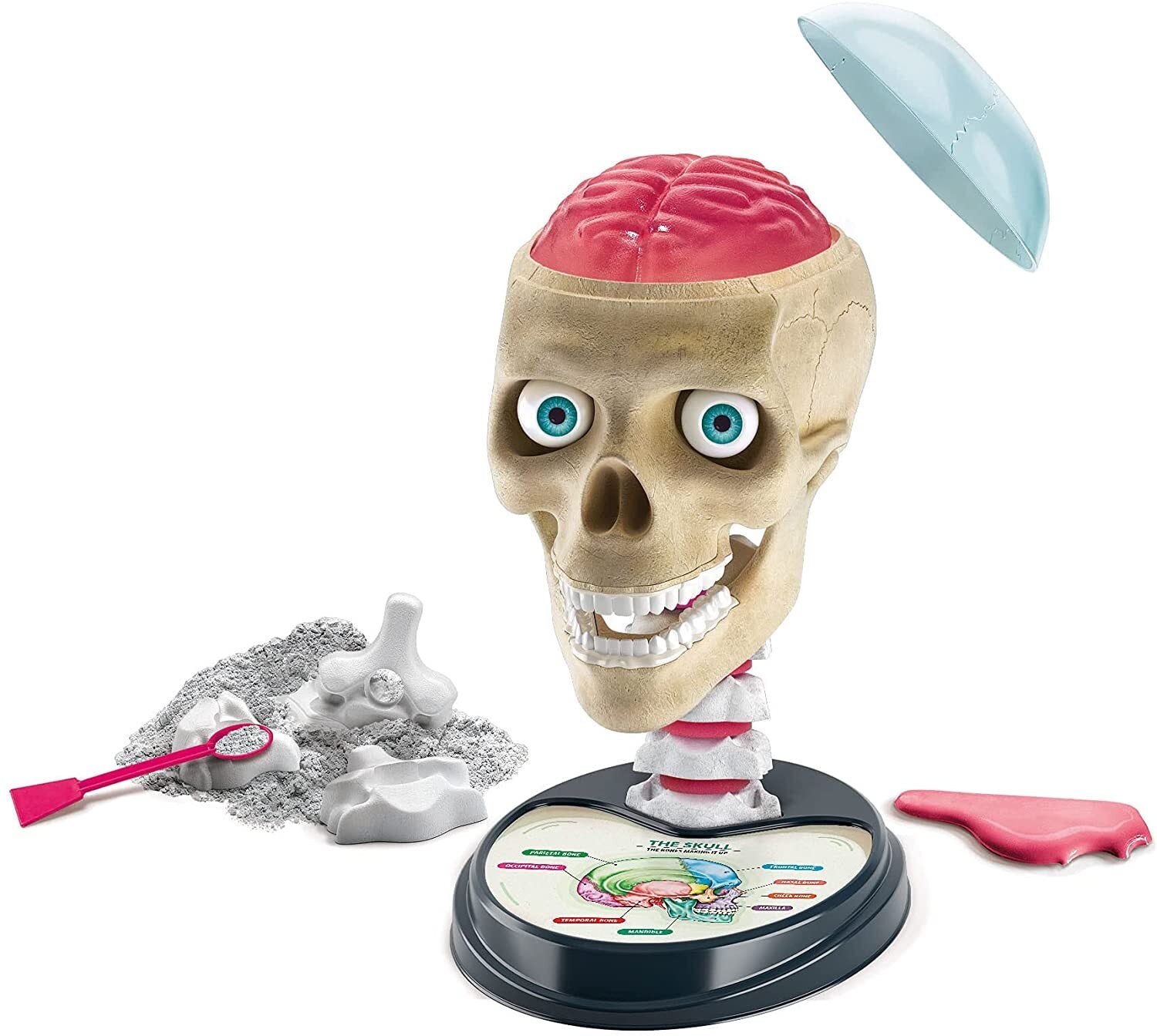Science And Play Crazy Anatomy Playset