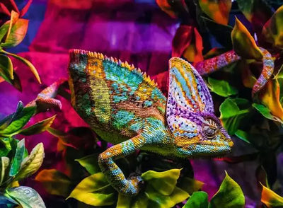 Ravensburger Chameleon 500pc Jigsaw Puzzle