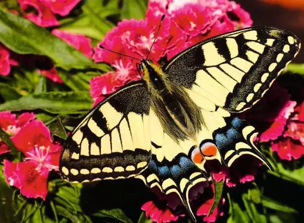 Ravensburger Butterfly 500pc Jigsaw Puzzle
