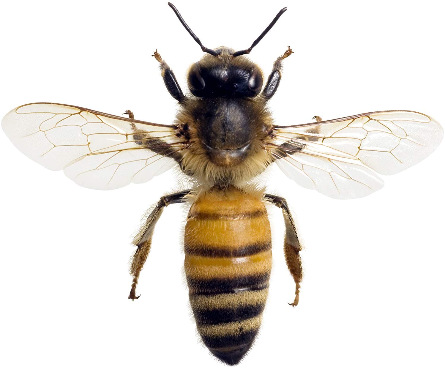 Brainstorm Outdoor Bug Finder