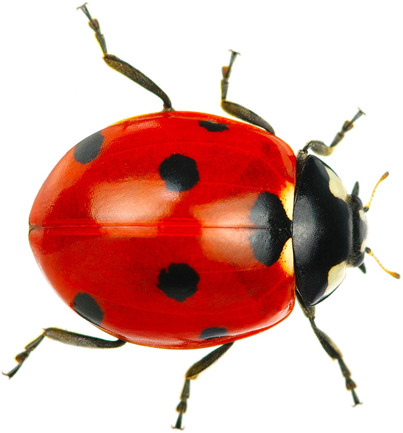 Brainstorm Outdoor Bug Finder