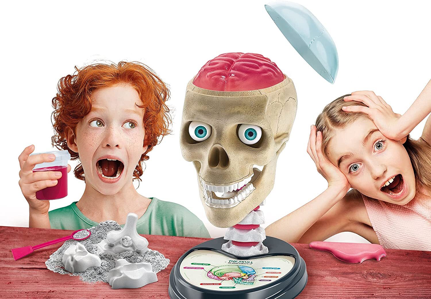 Science And Play Crazy Anatomy Playset