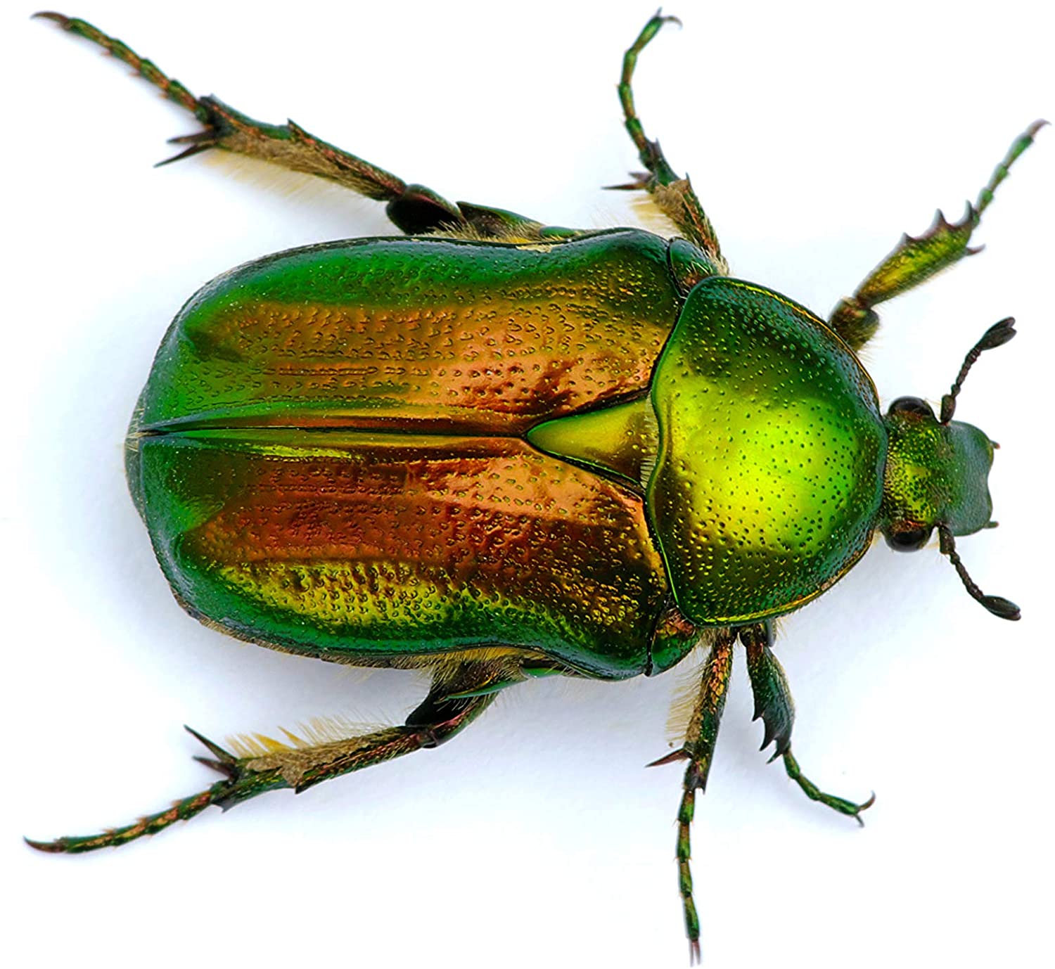 Brainstorm Outdoor Bug Finder